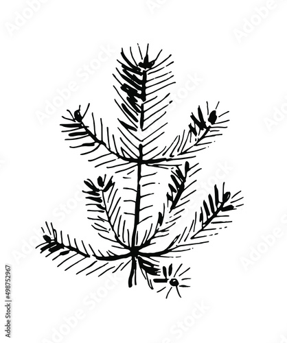 Pine. Black and white illustration. Vector clipart. Hand-drawn