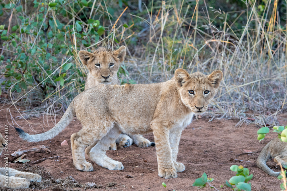 Obraz premium Young lion cubs (Panthera leo) pictured on safari in the Timbavati reserve, South Africa