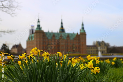 Photography Daffodils at easter