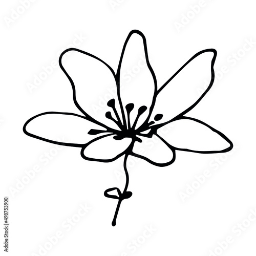 Vector simple flower doodle clipart. Hand drawn floral illustration isolated on white background. For print, web, design, decor, logo.