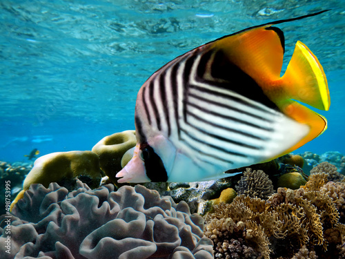 Threadfin butterflyfish (Chaetodon auriga) and coral reef photo