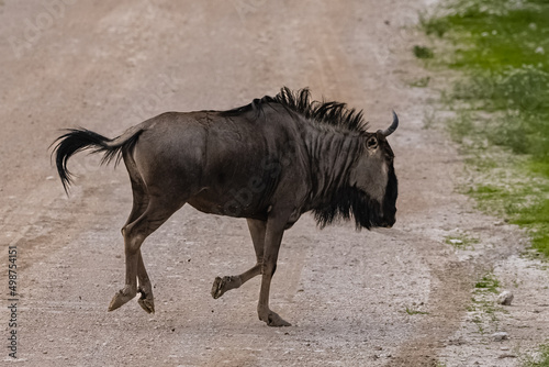Namibia  gnu herd running in the savannah  rain season with grasses 