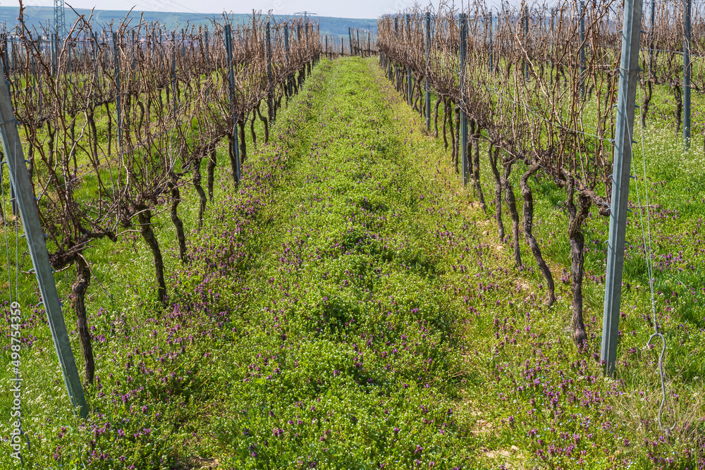 Looking through the vines of a vineyard in Rheinhessen/Germany on a sunny spring day