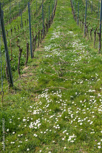 Fototapeta Naklejka Na Ścianę i Meble -  Looking through the vines of a vineyard in Rheinhessen/Germany on a sunny spring day