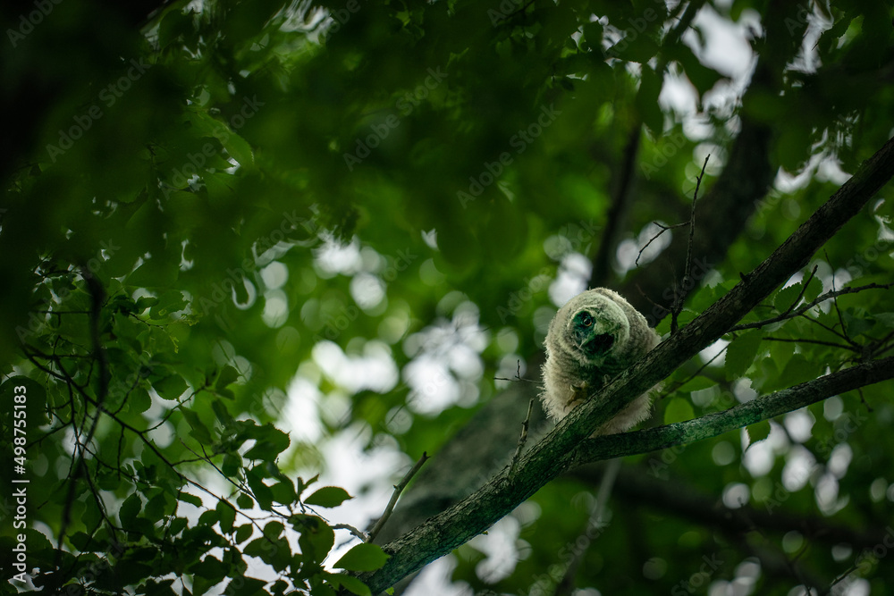 北海道の6月、トラフズクのヒナ。
