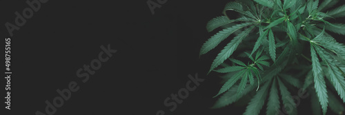 open cannabis bush black background with place for inscription  Banner photo. Illegal cultivation cannabis at home  cannabis bushes. Alternative medicine represented by medical