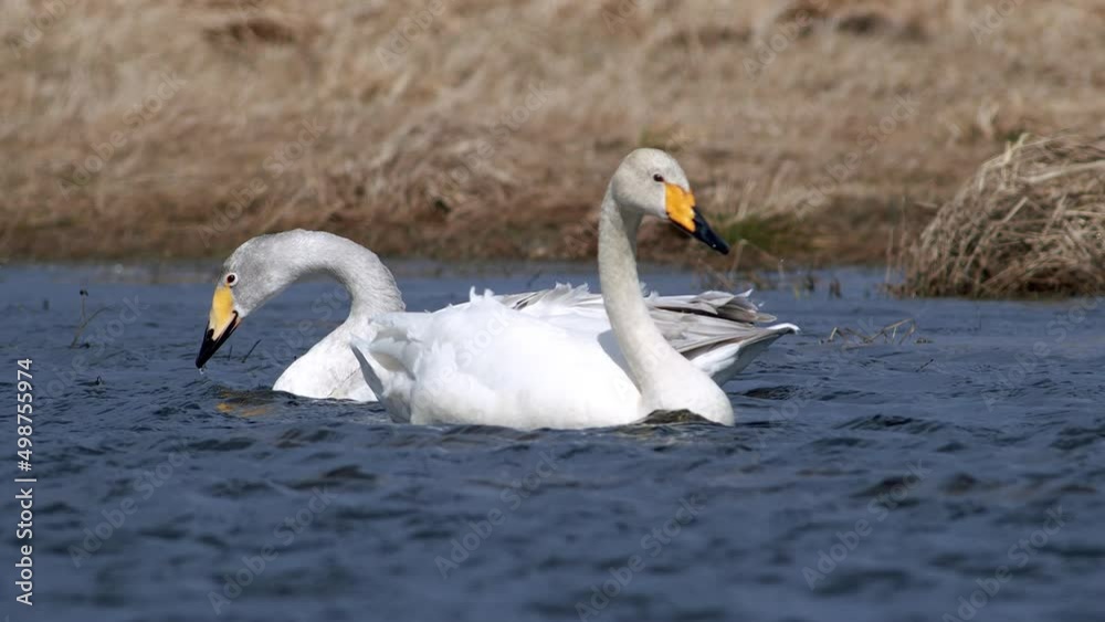 Whooper swans during spring migration resting in dry grass flooded meadow puddle Whooper swans during spring migration resting in dry grass flooded meadow puddle
