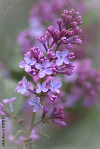 close up of lilac flowers