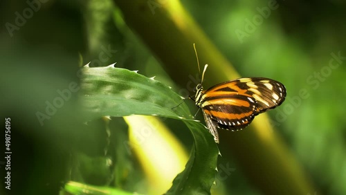 A beautiful Eueides Isabella butterfly with orange and yellow wings in nature. Close up of colorful insect in its natural habitat. 4K. photo