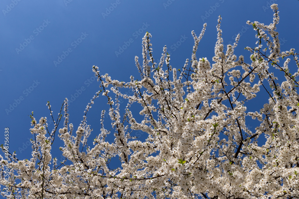 Beautiful branches of blossoming cherries. Beautiful abstract spring background.