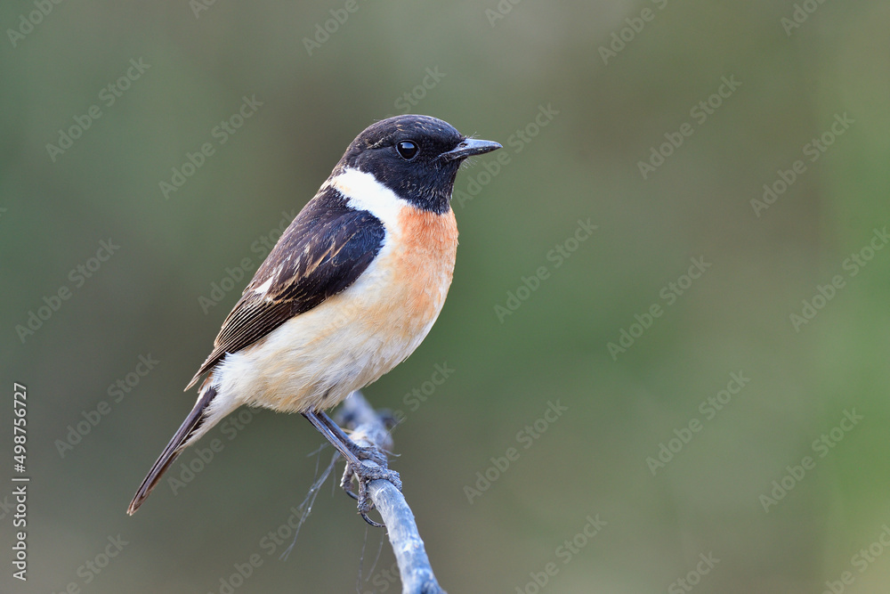 easterns tonechat (saxicola maurus) black head and wings with fine brown chest to belly bird perching on thin branch over blue green background easterns tonechat (saxicola maurus) black head and wings with fine brown chest to belly bird perching on thin branch over blue green background