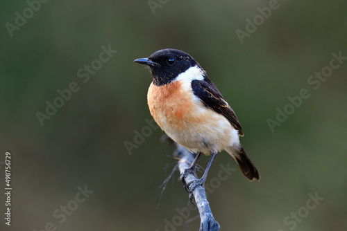 easterns tonechat (saxicola maurus) lovely black head bird with sharp eyes on twig