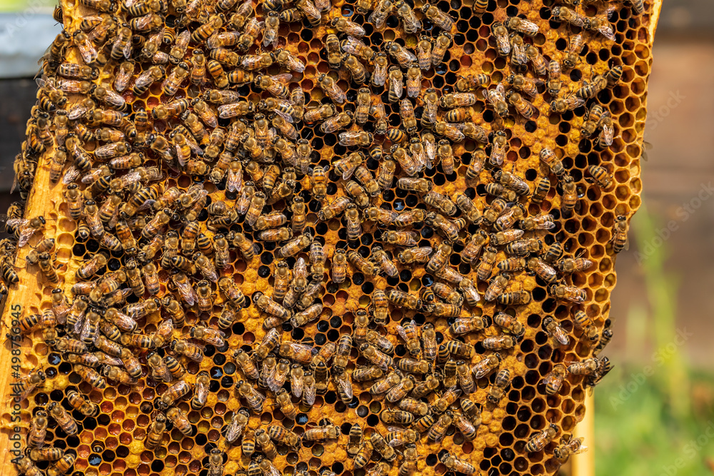 Close up of bees on hive honeycomb. Bees and honeycomb background. Close up of bees on hive honeycomb. Bees and honeycomb background.