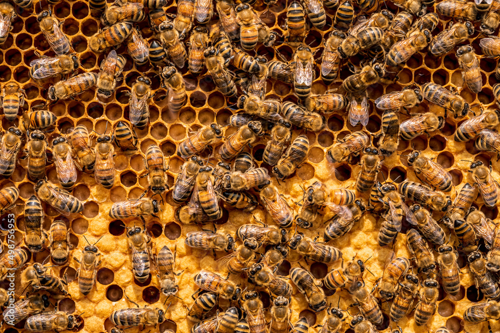 Close up of bees on hive honeycomb. Bees and honeycomb background. Close up of bees on hive honeycomb. Bees and honeycomb background.