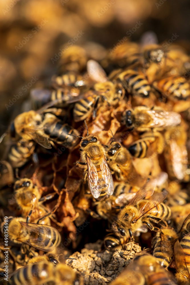 Close up of bees on hive honeycomb. bees gather on beehive. selective focus. Close up of bees on hive honeycomb. bees gather on beehive. selective focus.