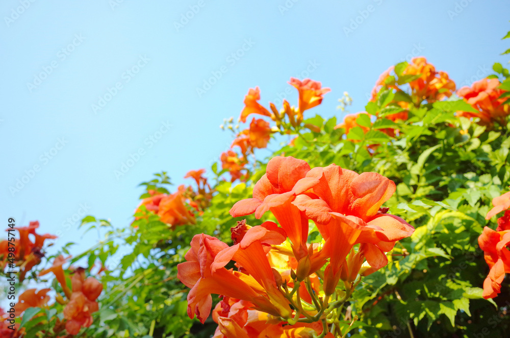 オレンジ色のノウゼンカズラと夏の青空 Stock Photo Adobe Stock
