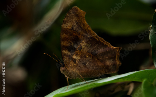 Question Mark butterfly (Polygonia interrogationis) sit on a green plant , with beautiful blurred background photo