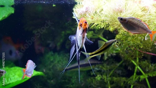 Pterophyllum scalare, most commonly referred to as angelfish or freshwater angelfish, is the most common species of Pterophyllum kept in captivity. (Altum Angel) photo