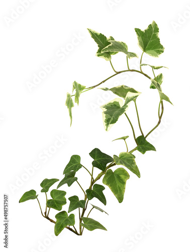 Closeup of ivy twig with small green leaves isolated