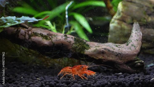 Mexican Dwarf Crayfish (Cambarellus patzcuarensis) or Mexican mini Lobster photo