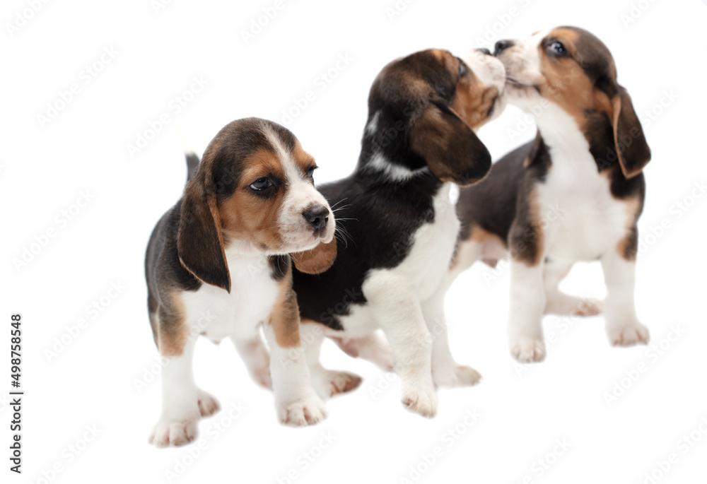 Dog puppies isolated on white background. Dog puppies isolated on white background.