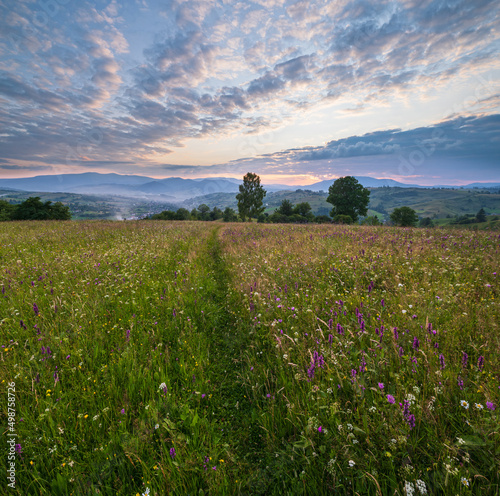 Summer twilight Carpathian mountain countryside meadows. with beautiful wild flowers
