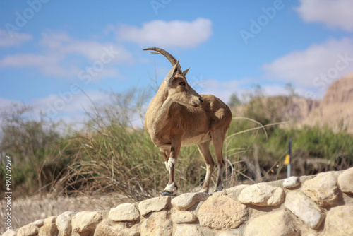 It's a wild goat in ein gedi photo