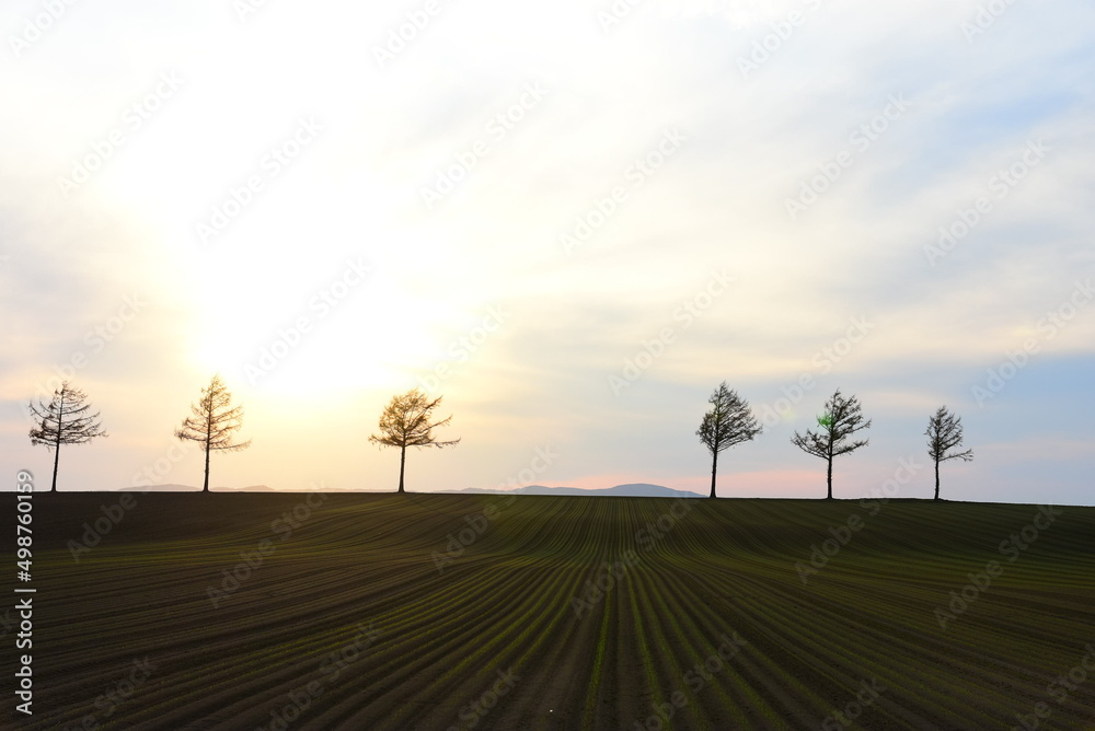 Fototapeta premium 北海道 メルヘンの丘