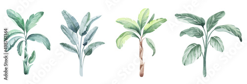 Tropical Australian palms watercolor set. Set of individual elements for sublimation, applique, sticker, design. photo