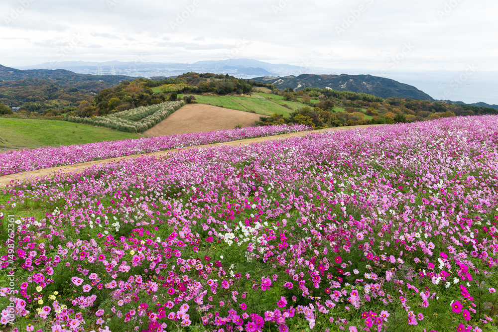 Pink daisy flower field in Awaiji Japan