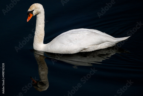 Knobbelzwaan in de Amsterdamse Waterleidingduinen \| Mute swan in the Amsterdam Water Supply Dunes photo