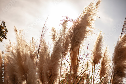 Pampas grass in nature