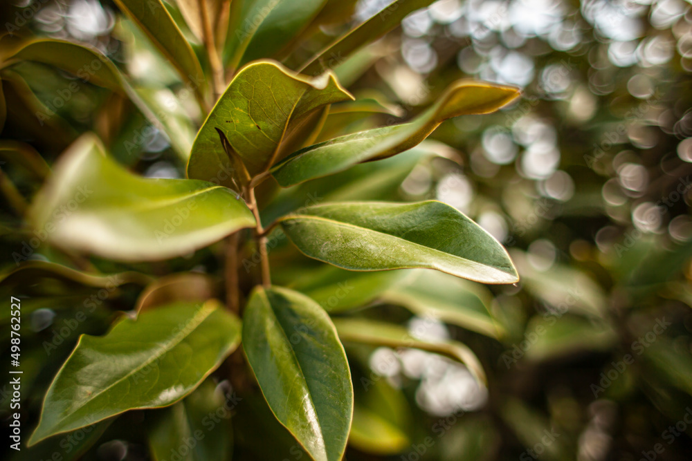 Magnolia leaves detail