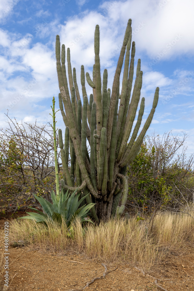 Huge cactus along the path to the Jan Thiel Salt Flats, Curacao Huge cactus along the path to the Jan Thiel Salt Flats, Curacao