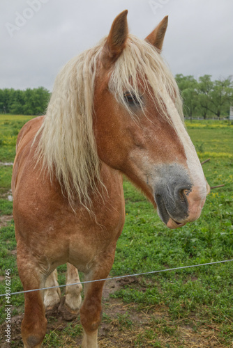 Horse in Amish Field 