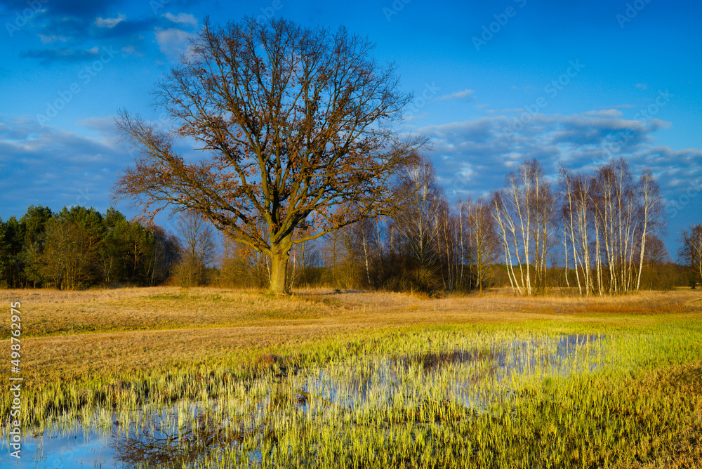 two oaks on the Narew River on a sunny day two oaks on the Narew River on a sunny day