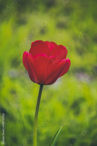 red poppy flower