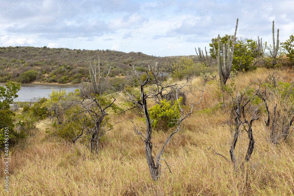Small, dead trees and big cactuses in the veld around the Jan Thiel Salt Flats on the Caribbean island Curacao