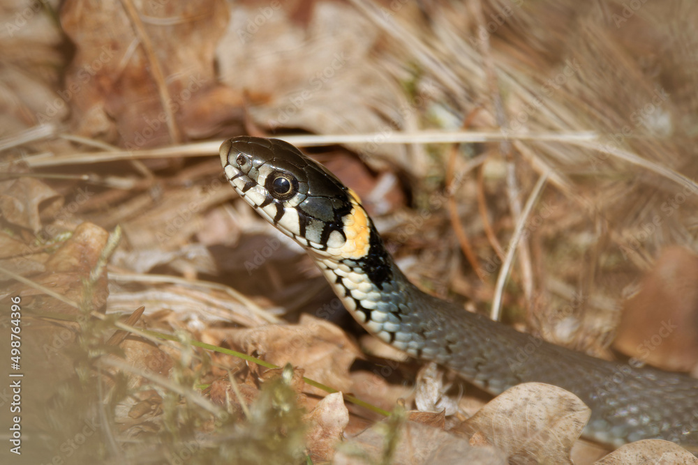 Obraz premium The grass snake (Natrix natrix)