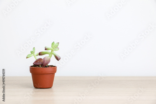 Valokuvatapetti A pretty small succulent plant known as Sedum adolphi or Sedum firestorm in a sm