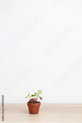 A cute small Sedum adolphi succulent plant (also known as Sedum firestorm) in a small brown pot on wooden surface in front of huge white wall, freshening up home, minimalism