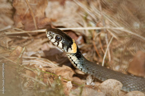 The grass snake (Natrix natrix) photo