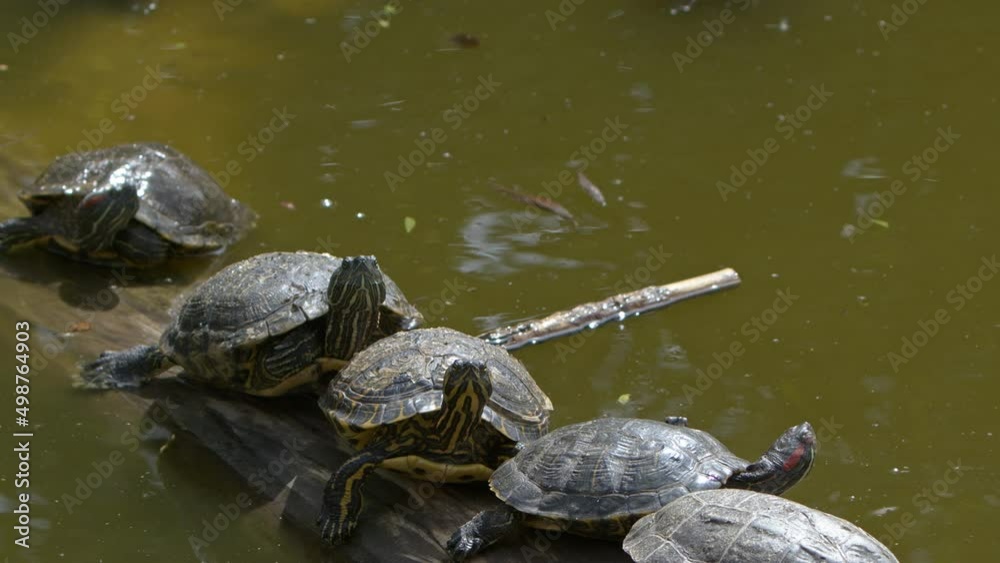 Animal Turtles in a Green Lake Animal Turtles in a Green Lake