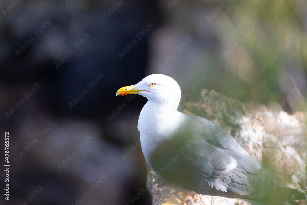 Gaviota patiamarilla (Larus michahellis) en un acantilado frente al Mar Mediterráneo Gaviota patiamarilla (Larus michahellis) en un acantilado frente al Mar Mediterráneo