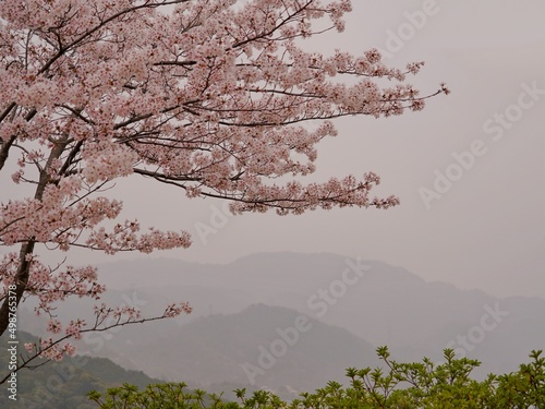 Cherry Blossom in a Raining Day