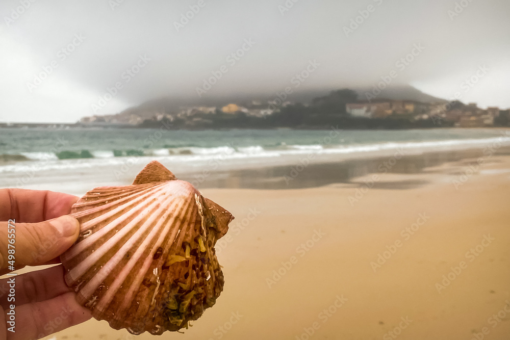 Scallop Shell on the Langosteira Beach in Fisterra Scallop Shell on the Langosteira Beach in Fisterra