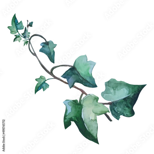 ivy plant with creeping branches, botanical illustration, vector