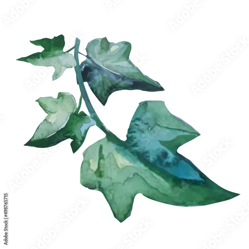 ivy plant with climbing branches, botanical illustration vector
