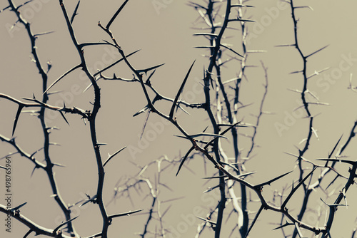 Thorny acacia branches with thorns, art nature background