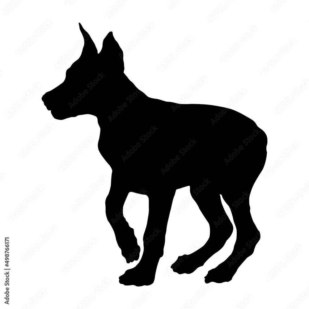 Standing doberman pinscher puppy. Black dog silhouette. Pet animals. Isolated on a white background.